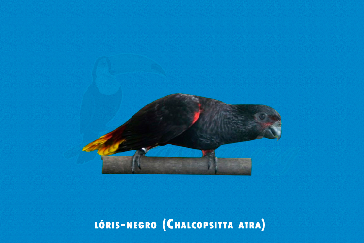 loris-negro ( chalcopsitta atra )