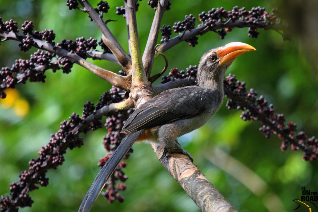 malabar grey