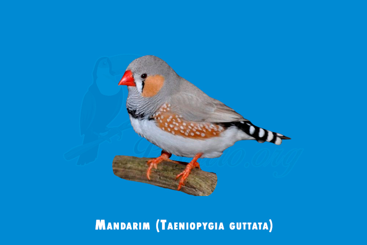 mandarim ( taeniopygia guttata)