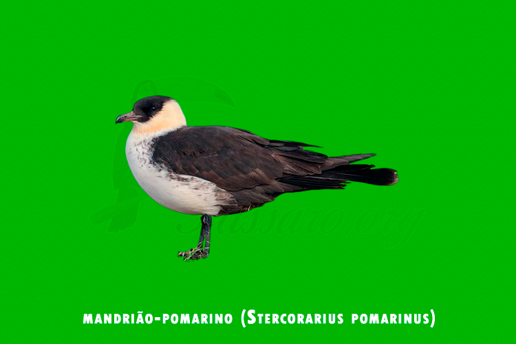 mandrião-pomarino  (Stercorarius pomarinus)