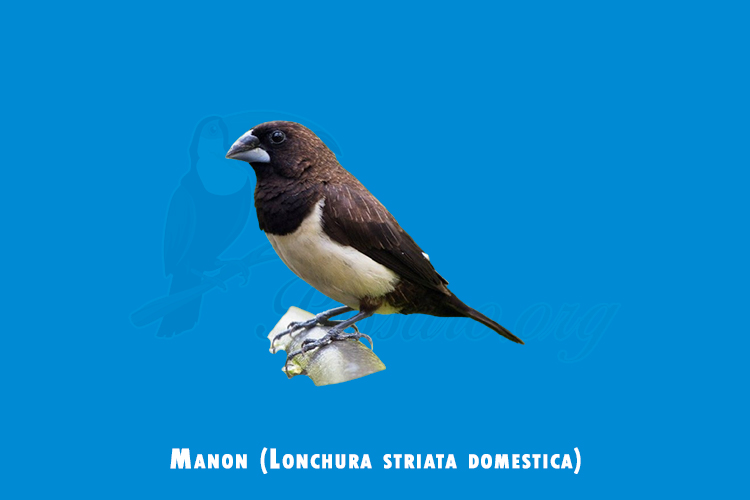 manon (lonchura striata domestica)