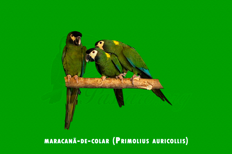 maracanã-de-colar (Primolius auricollis)