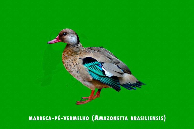 marreca-pé-vermelho (Amazonetta brasiliensis)