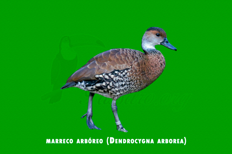 marreco arbóreo (Dendrocygna arborea)