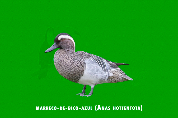 marreco-de-bico-azul ( Anas hottentota)