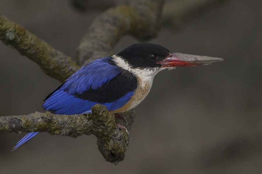 martim-pescador-de-cabeca-preta