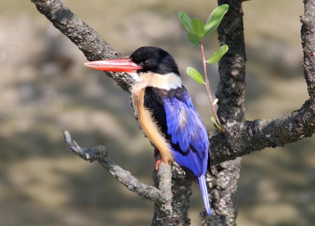 martim-pescador-de-cabeca-preta 