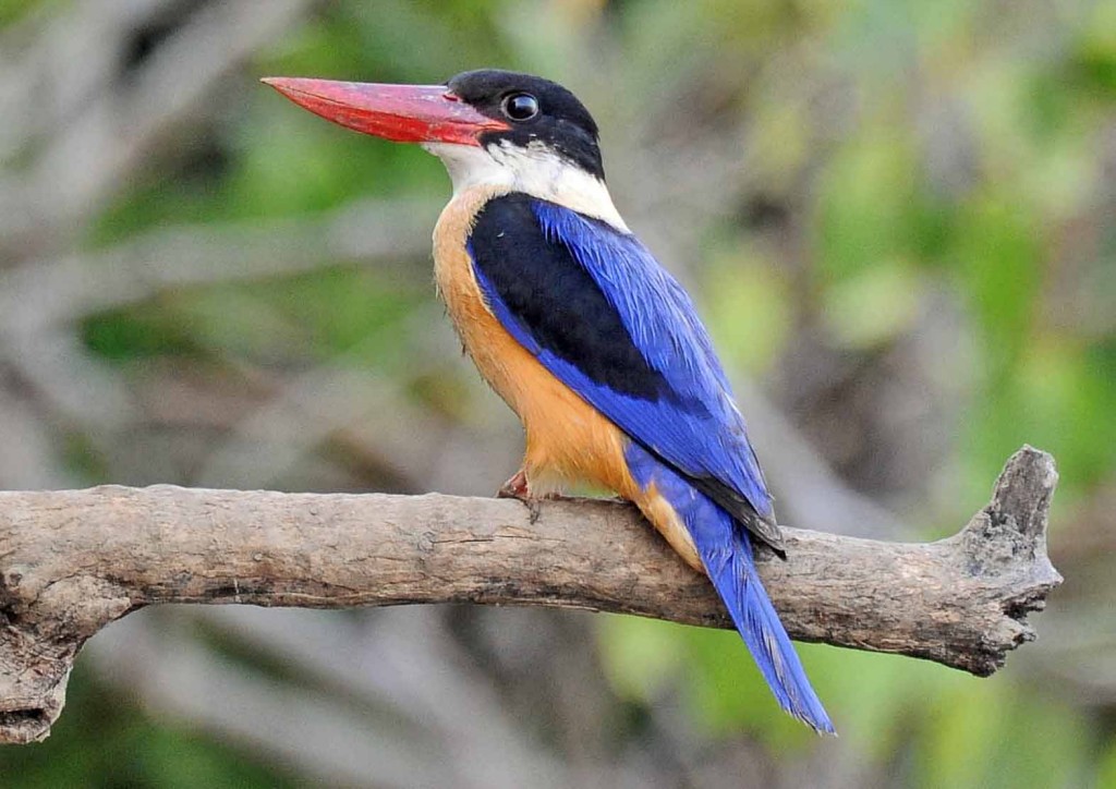 martim-pescador-de-cabeca-preta