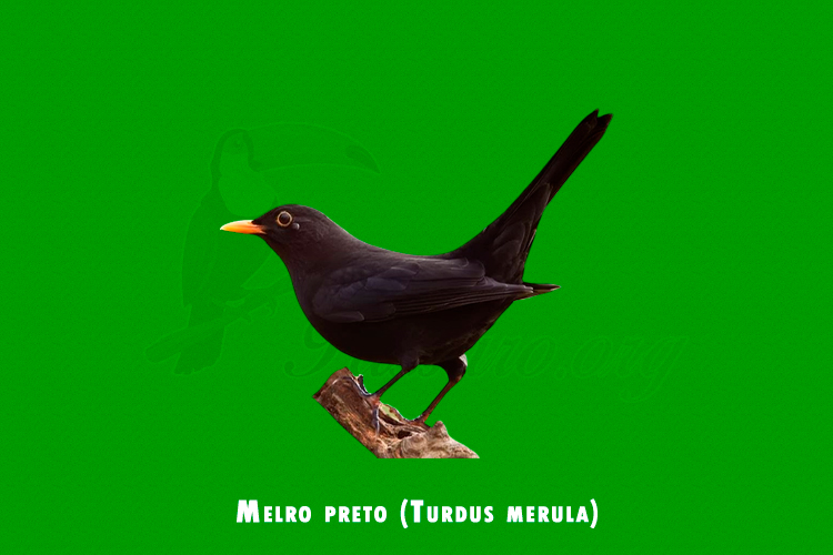 melro preto (turdus merula)