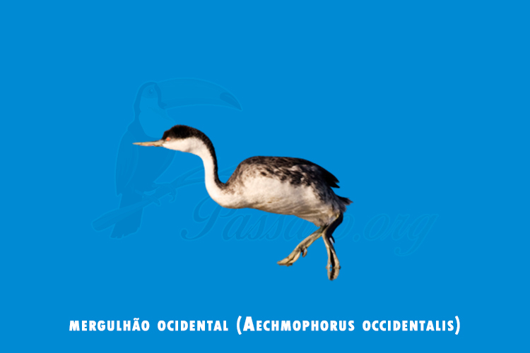 mergulhão ocidental (Aechmophorus occidentalis)