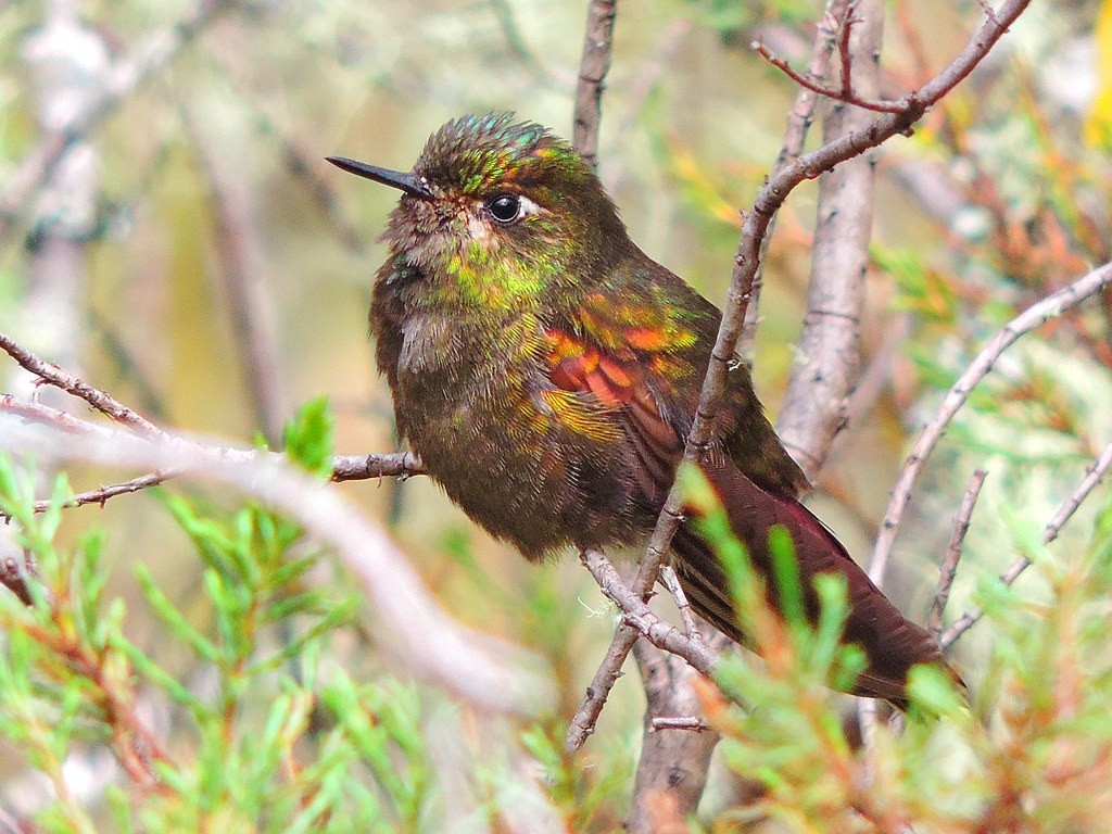 metalura-de-perija