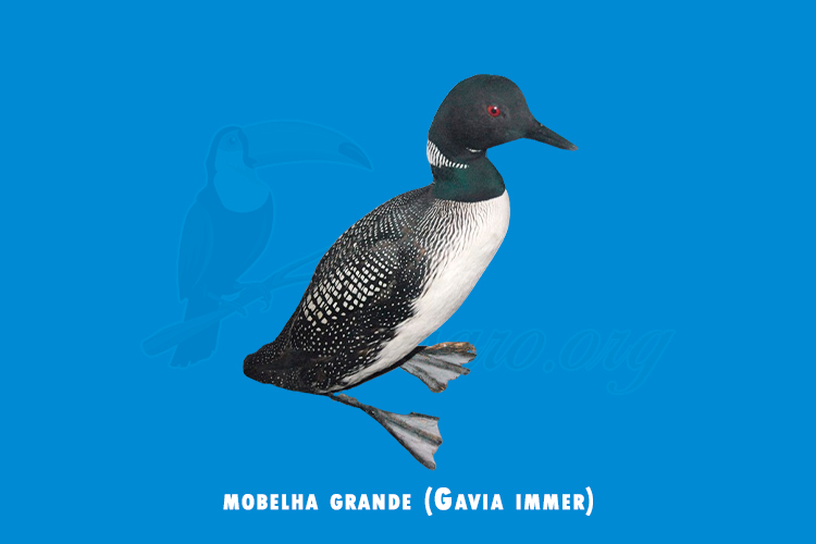 mobelha grande ( Gavia immer )