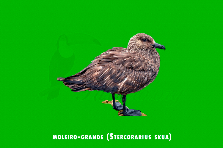 moleiro-grande (Stercorarius skua)