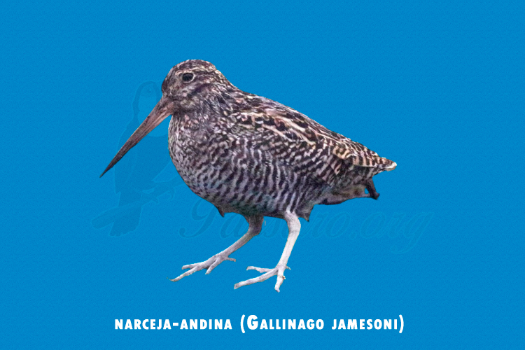 narceja-andina (gallinago jamesoni)