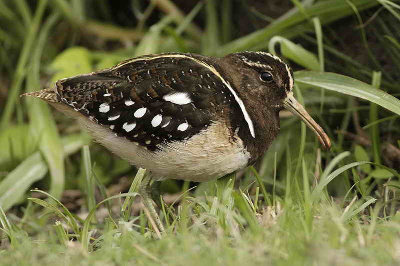 narceja-de-bico-torto