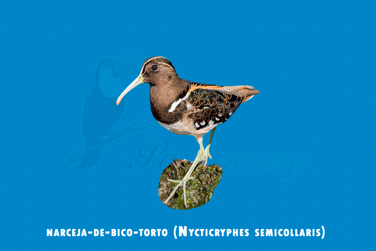 narceja-de-bico-torto (nycticryphes semicollaris)