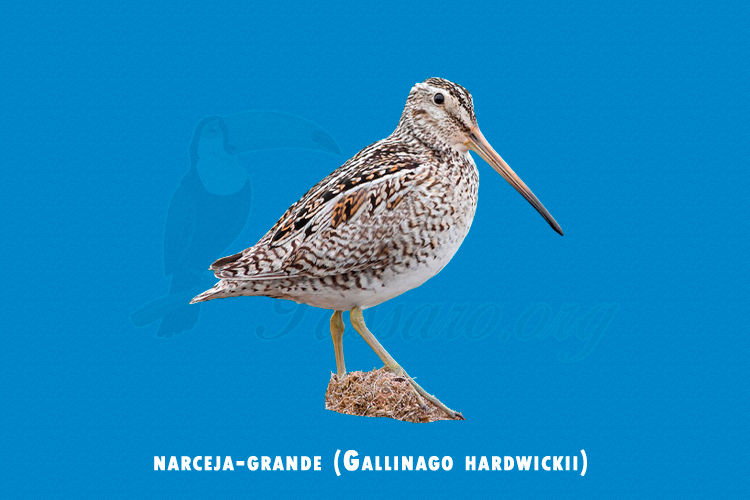 narceja-grande ( gallinago hardwickii)