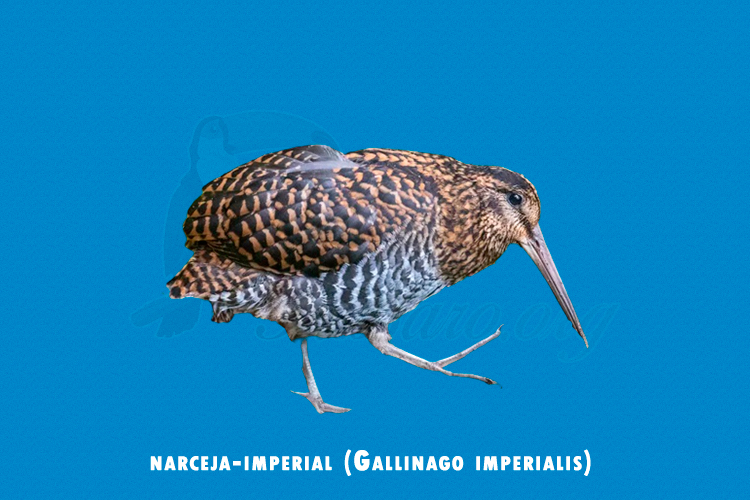 narceja-imperial (gallinago imperialis)
