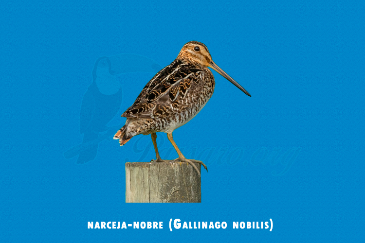 narceja-nobre (gallinago nobilis)