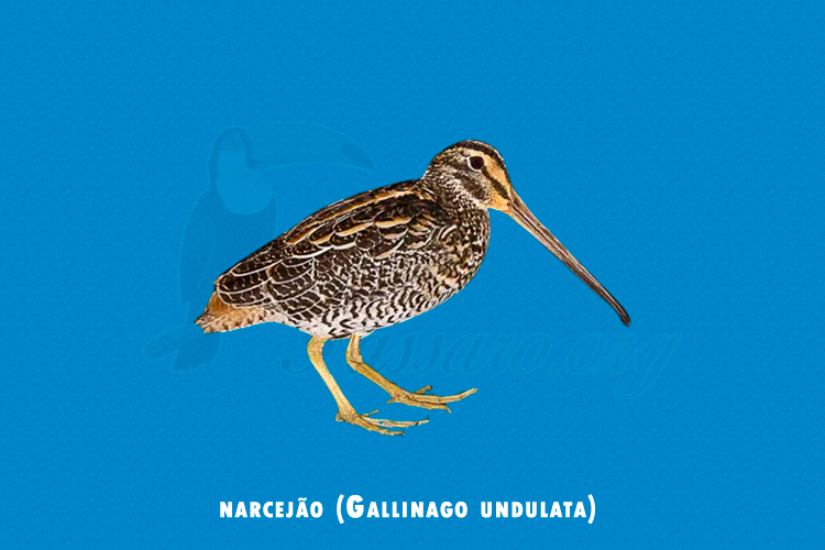 narcejao (gallinago undulata)