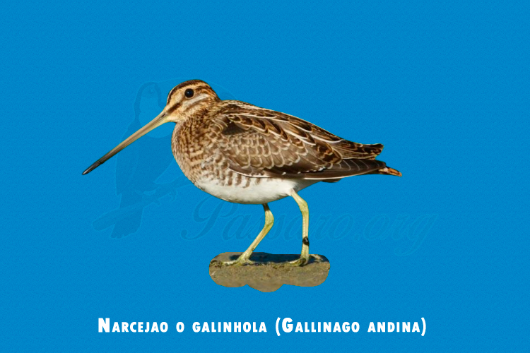 narcejao o galinhola (gallinago andina)