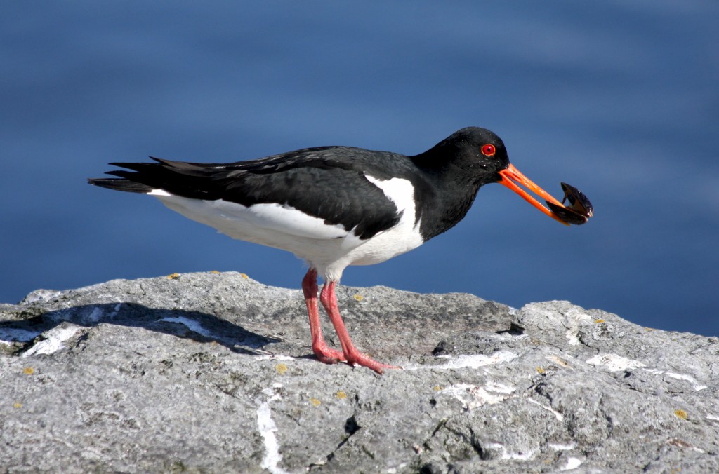 ostraceiro-europeu