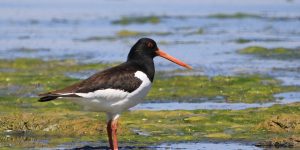 ostraceiro-europeu