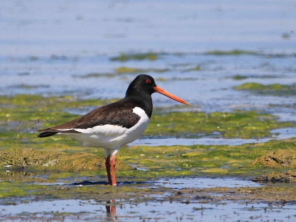 ostraceiro-europeu