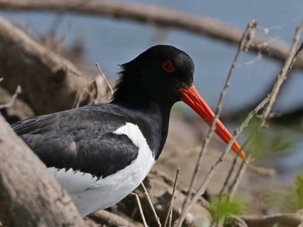 ostraceiro-europeu