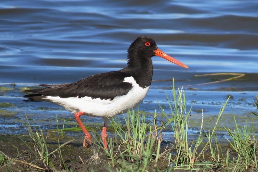 ostraceiro-europeu