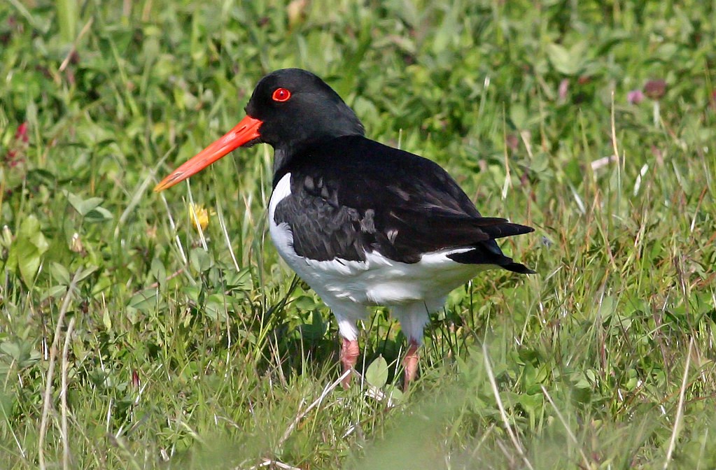 ostraceiro-europeu