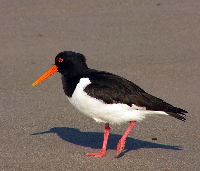 ostraceiro-europeu