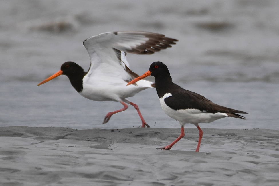 ostraceiro-europeu