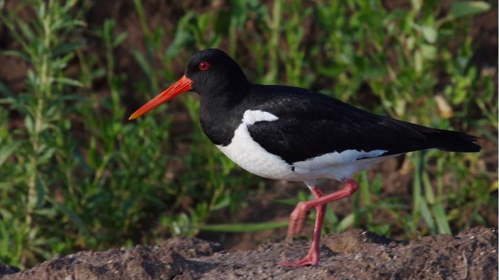 ostraceiro-europeu