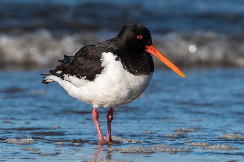 ostraceiro-europeu