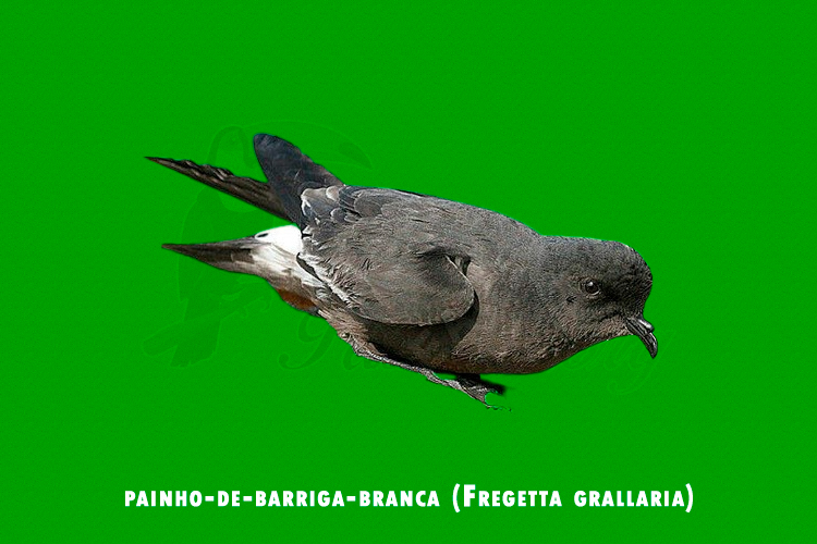 painho-de-barriga-branca (Fregetta grallaria)