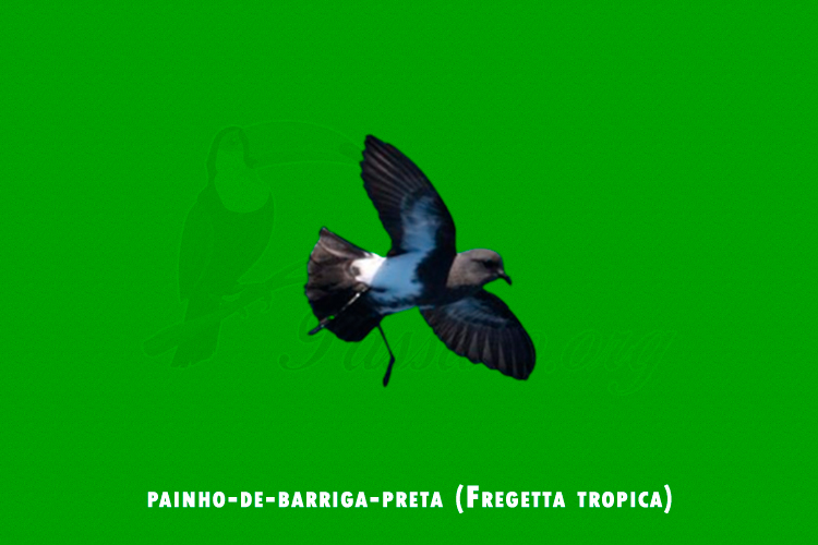 painho-de-barriga-preta (Fregetta tropica)