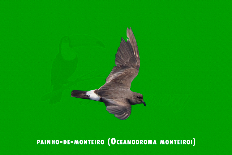 painho-de-monteiro (Oceanodroma monteiroi)