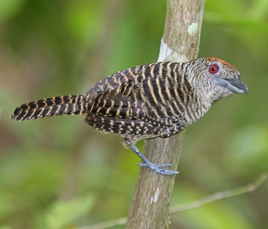 papa-formiga-barrado femea