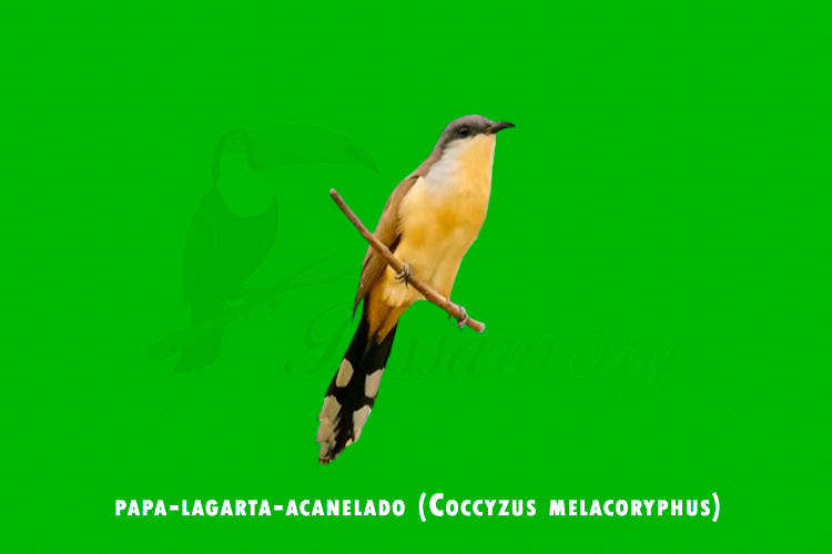 papa-lagarta-acanelado (coccyzus melacoryphus)
