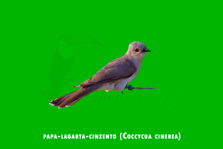 papa-lagarta-cinzento (coccycua cinerea)