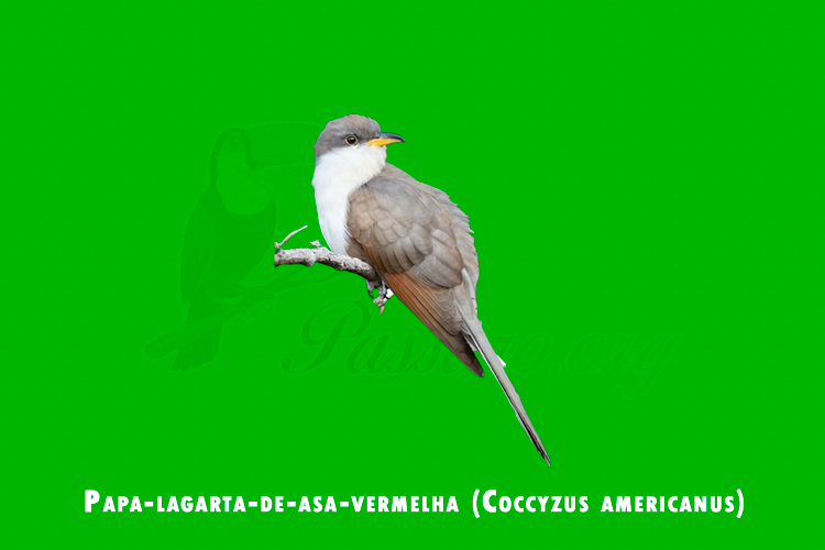 papa-lagarta-de-asa-vermelha (coccyzus americanus)