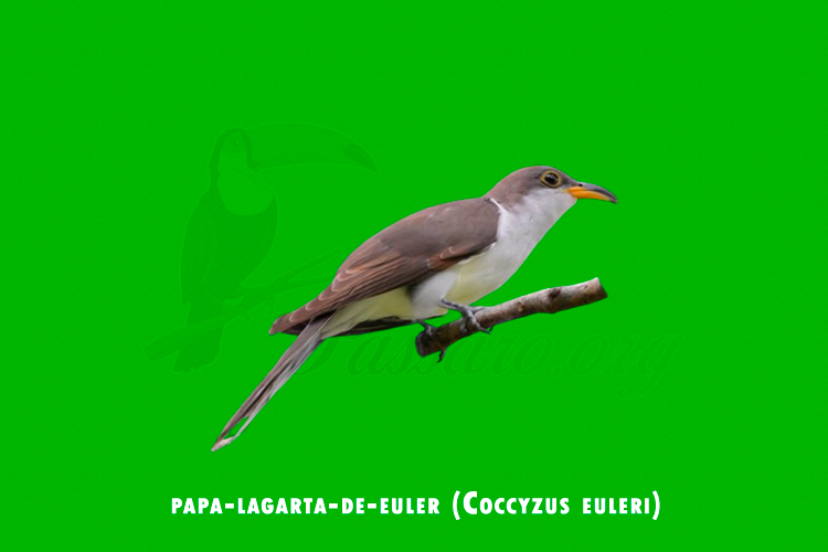 papa-lagarta-de-euler (coccyzus euleri)