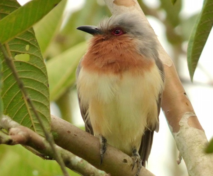 papa-lagarta-de-papo-ferrugem