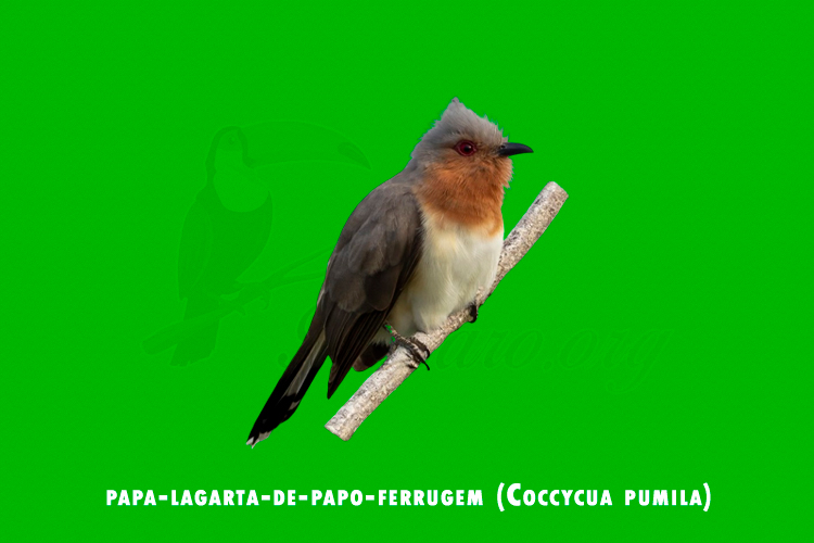 papa-lagarta-de-papo-ferrugem (coccycua pumila)