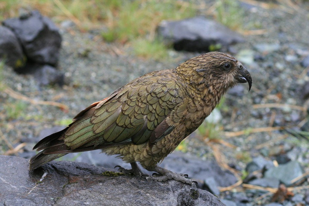 papagaio-da-nova-zelandia
