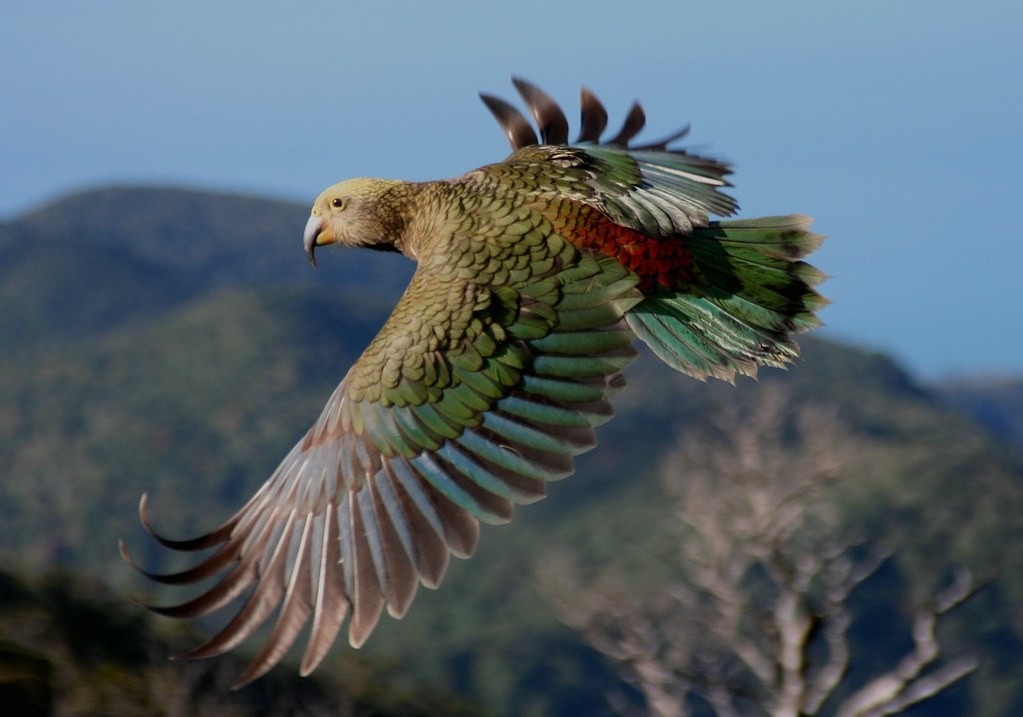 papagaio-da-nova-zelandia