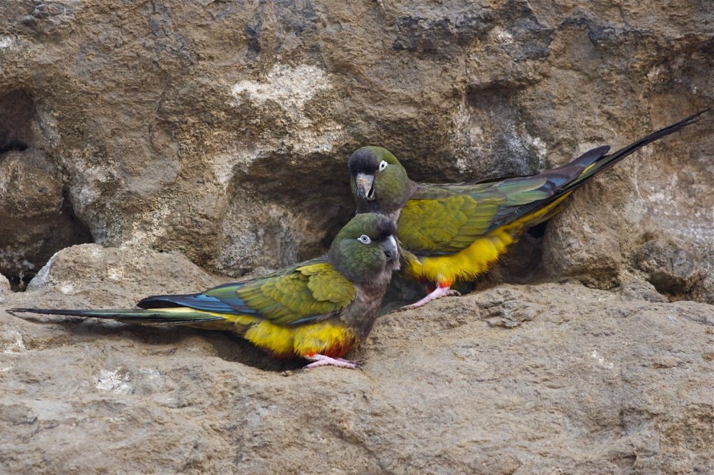 papagaio-da-patagonia
