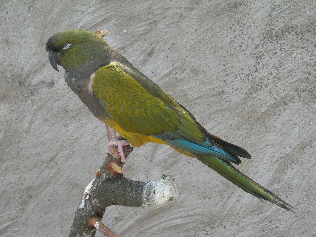 papagaio-da-patagonia