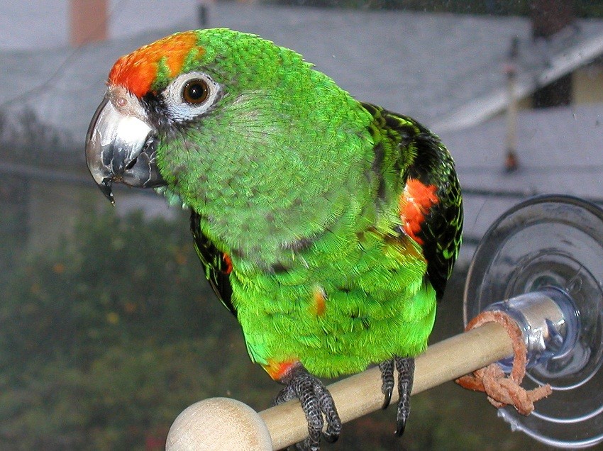 papagaio-de-jardine